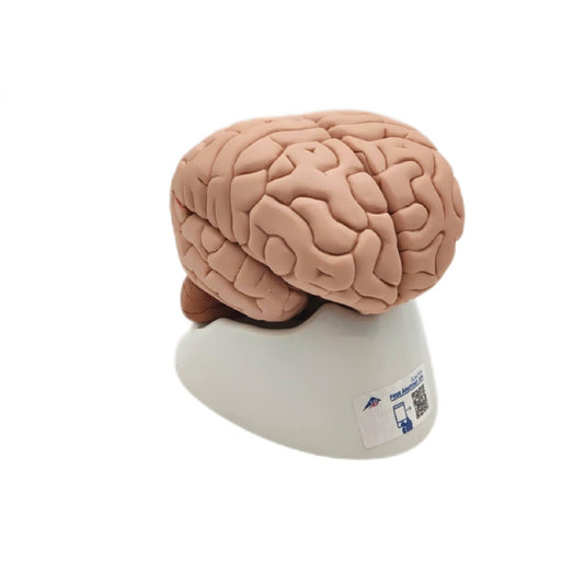 3B Scientific Gehirnmodell menschliche Anatomie Arterien Lernhilfe