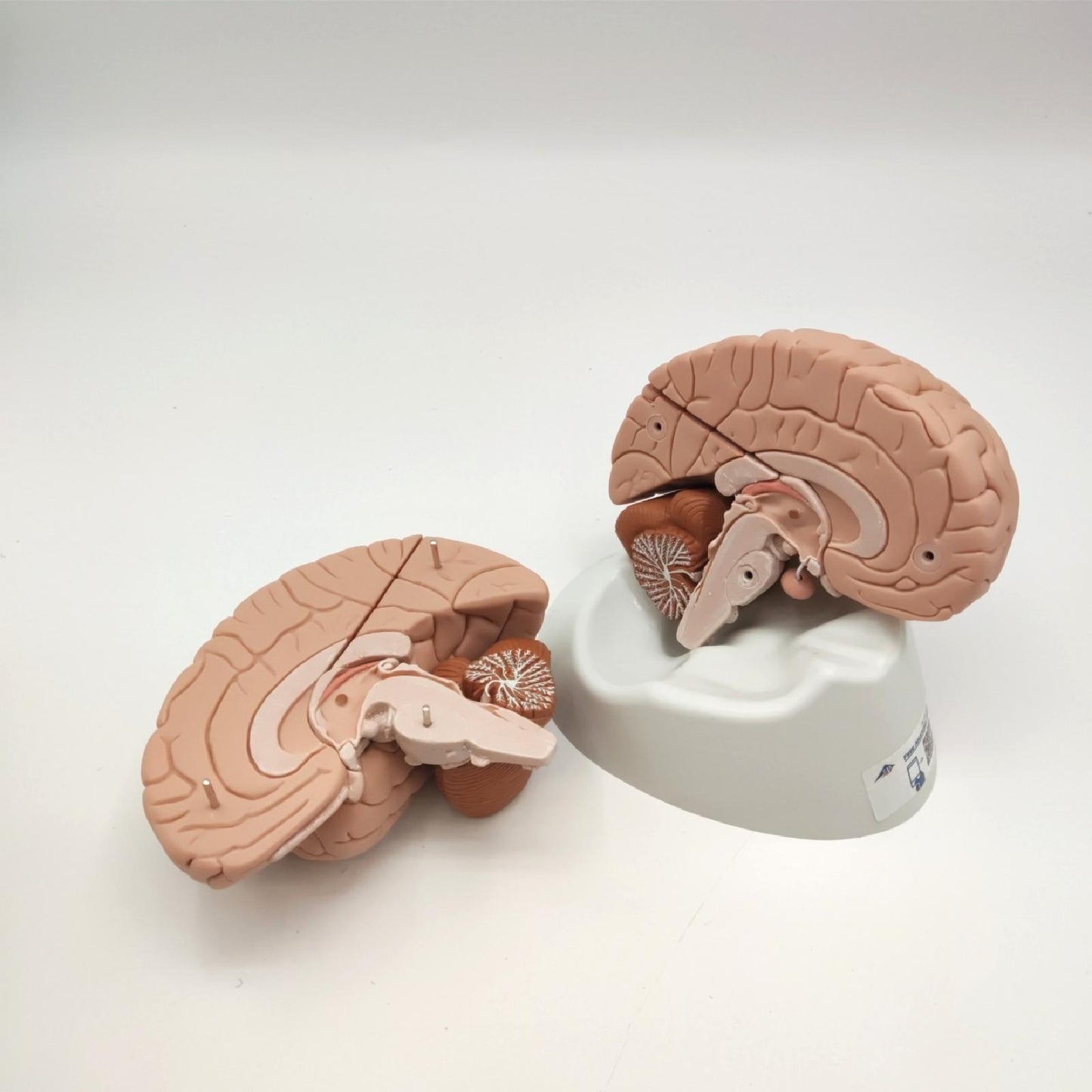 3B Scientific Gehirnmodell menschliche Anatomie Arterien Lernhilfe