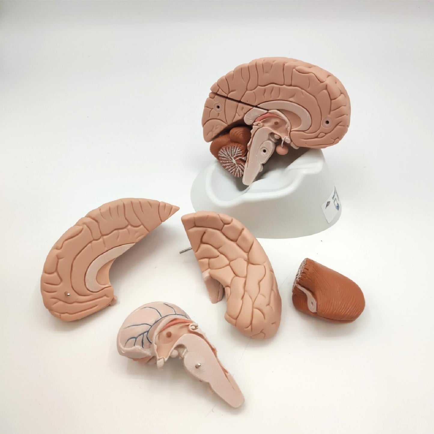 3B Scientific Gehirnmodell menschliche Anatomie Arterien Lernhilfe