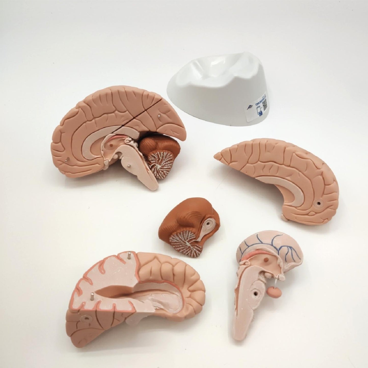 3B Scientific Gehirnmodell menschliche Anatomie Arterien Lernhilfe