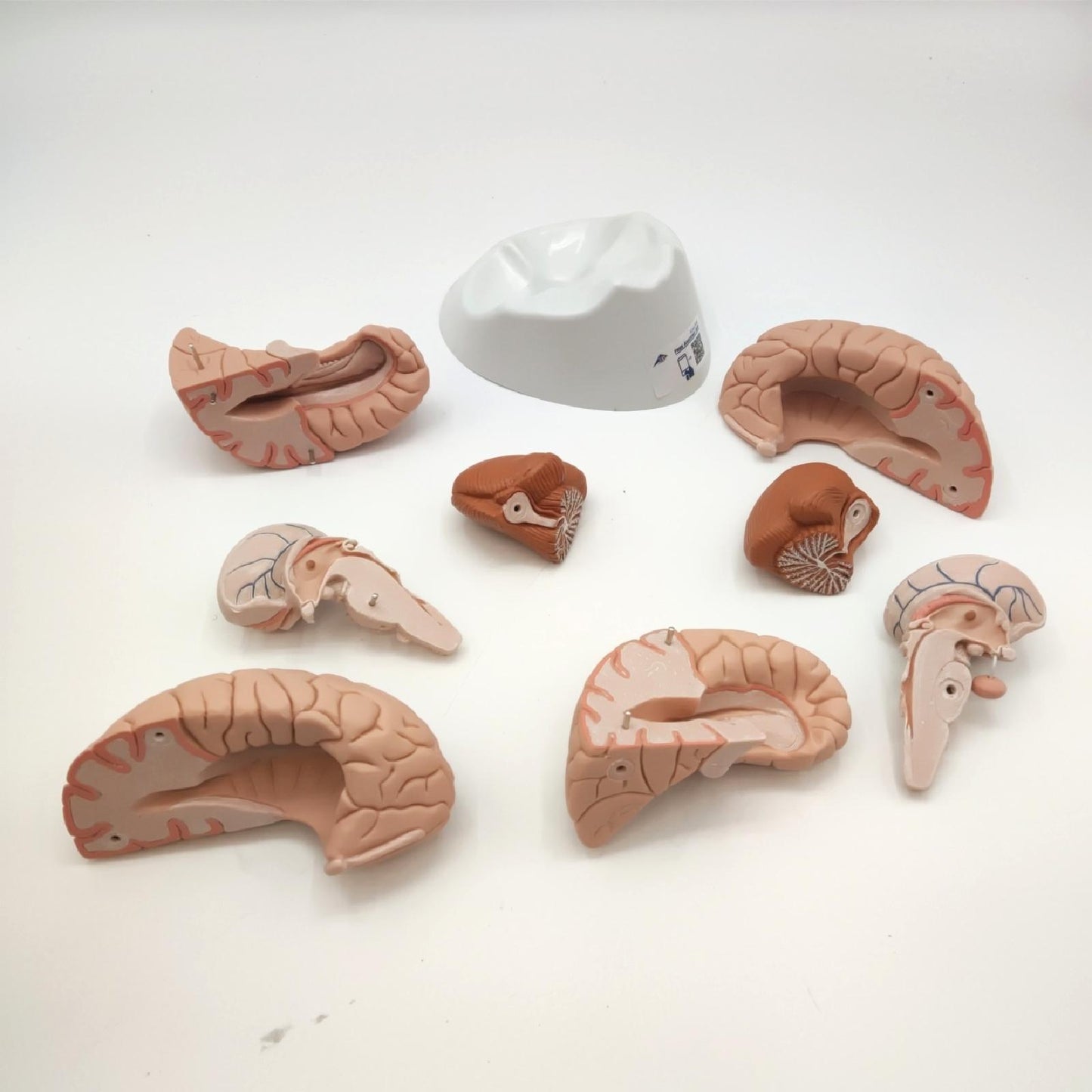 3B Scientific Gehirnmodell menschliche Anatomie Arterien Lernhilfe