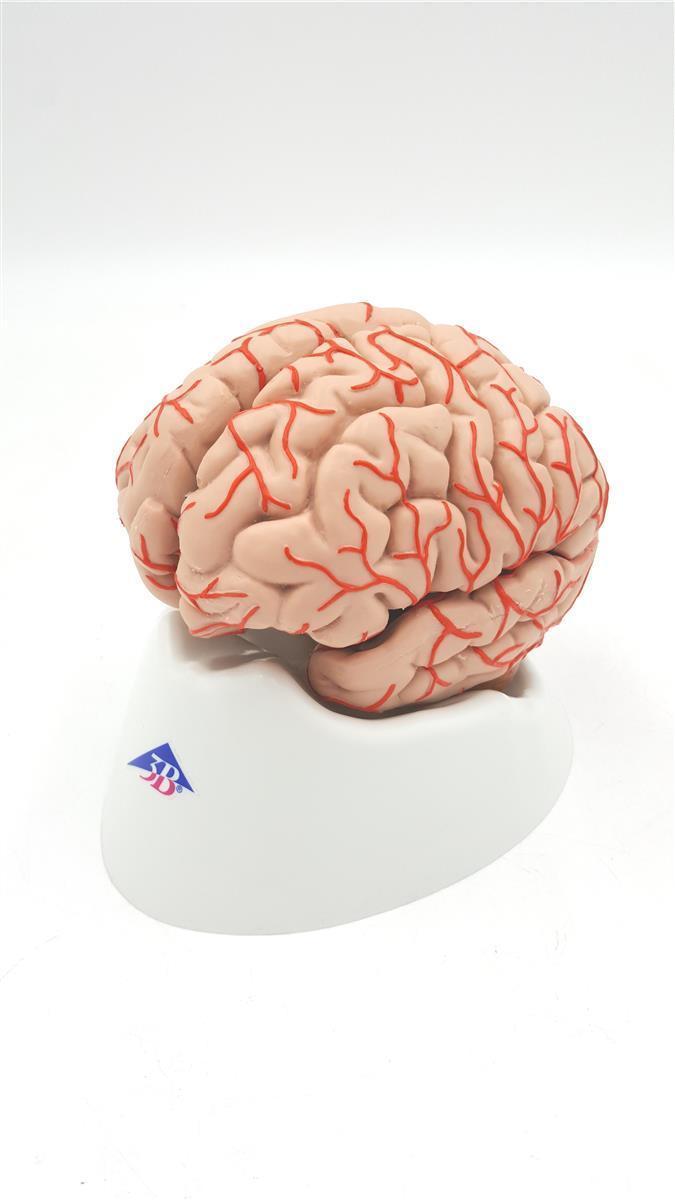 3B Scientific Gehirnmodell menschliche Anatomie Arterien Lernhilfe